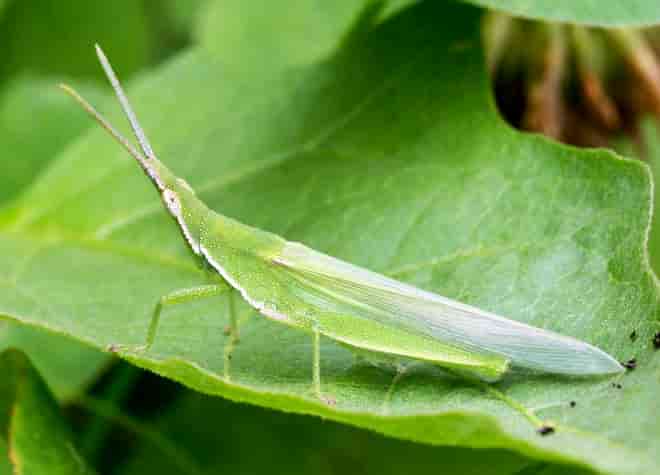 昆虫図鑑・オンブバッタ